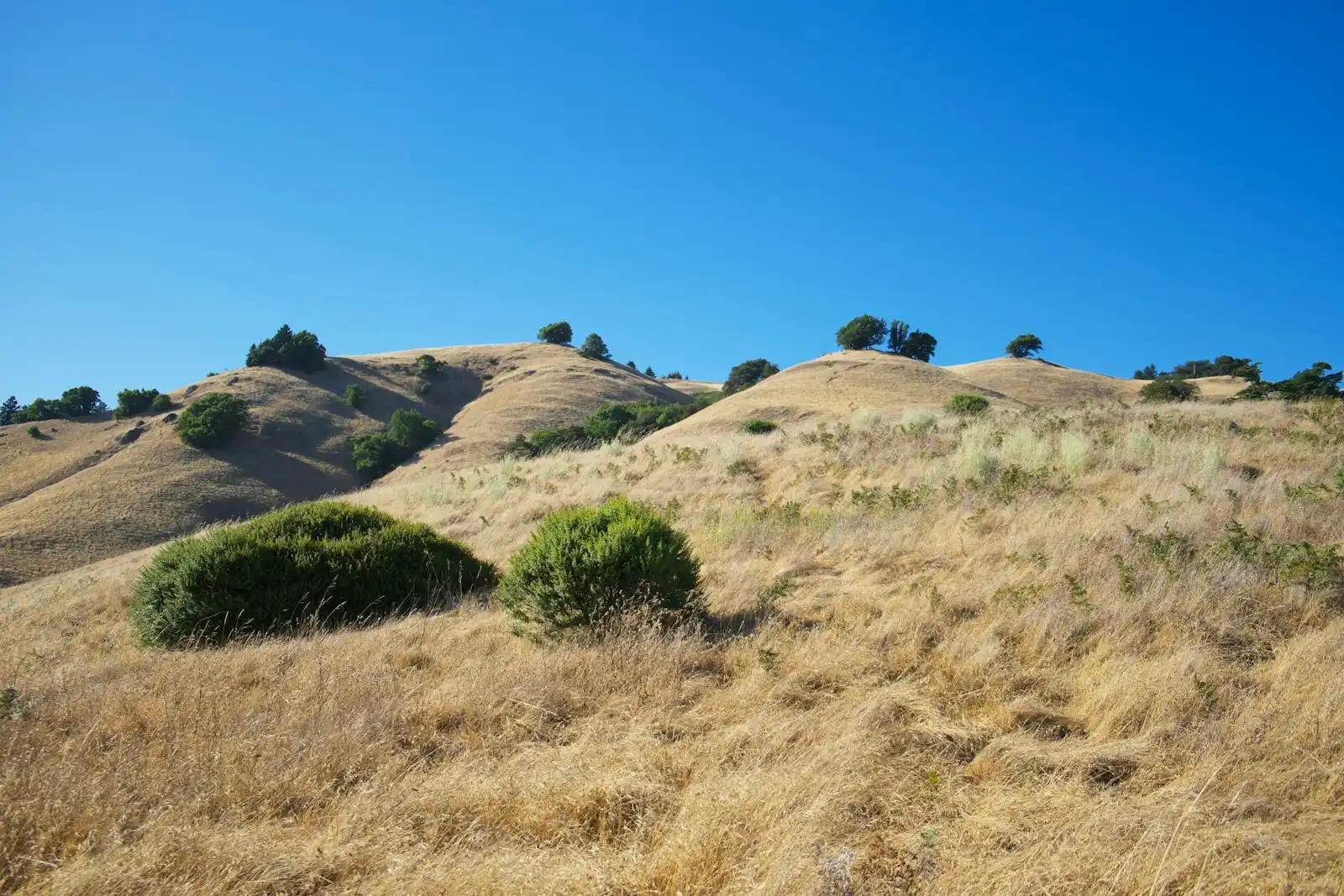 Tall dry grass and scattered shrubs on a sunny hillside