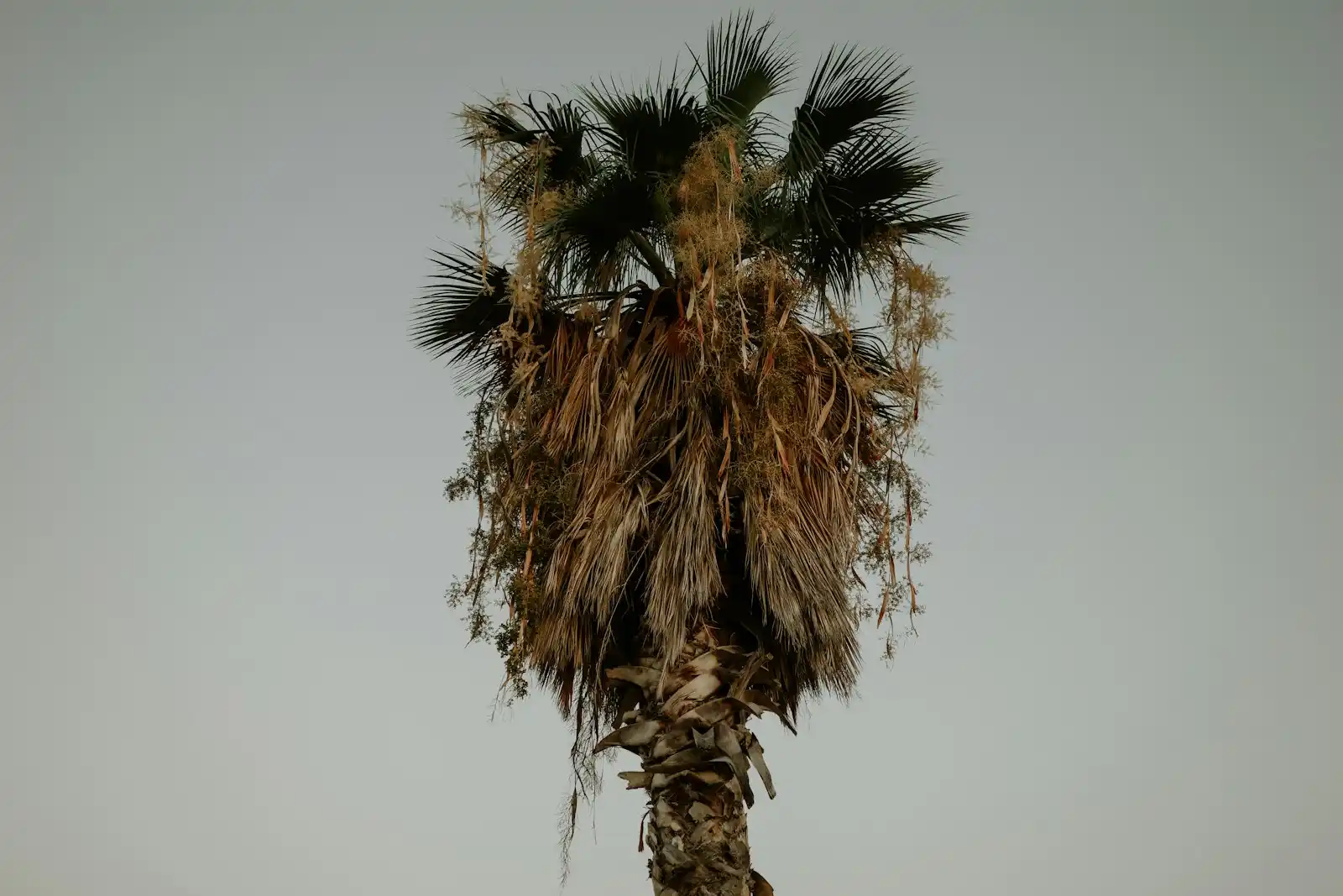 A palm tree with a thick skirt of dead brown fronds hanging below the green crown